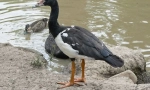 Half-stick goose